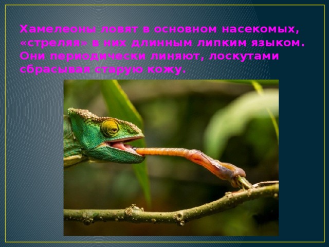 Хамелеоны ловят в основном насекомых, «стреляя» в них длинным липким языком. Они периодически линяют, лоскутами сбрасывая старую кожу.