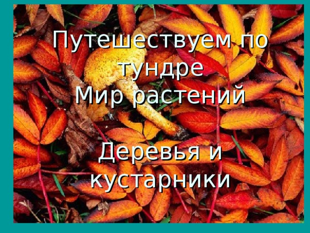 Путешествуем по тундре  Мир растений   Деревья и кустарники