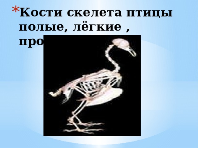 Кости скелета птицы полые, лёгкие , прочные.