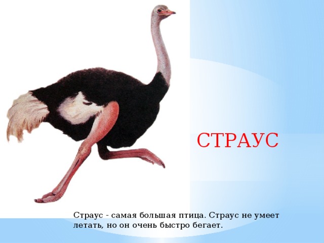 СТРАУС Страус - самая большая птица. Страус не умеет летать, но он очень быстро бегает.