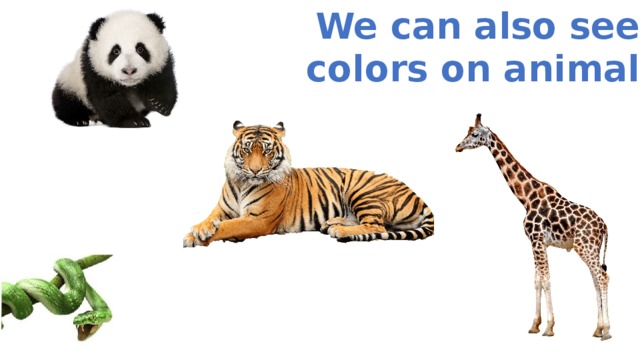 We can also see  colors on animals