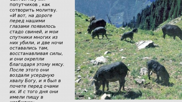 Святой научил попутчиков , как сотворить молитву. «И вот, на дороге перед нашими глазами появилось стадо свиней, и мои спутники многих из них убили, и две ночи оставались там, восстанавливая силы, и они окрепли благодаря этому мясу. После этого они воздали усердную хвалу Богу, и я был в почете перед очами их. И с того дня они имели пищу в изобилии».