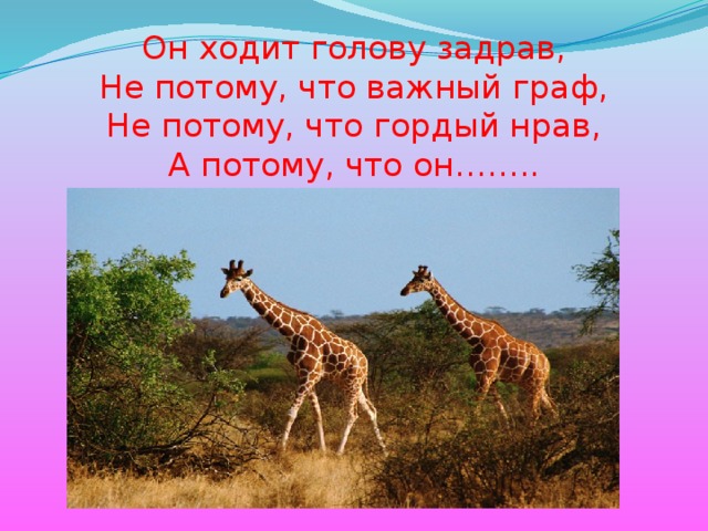 Он ходит голову задрав,  Не потому, что важный граф,  Не потому, что гордый нрав,  А потому, что он……..