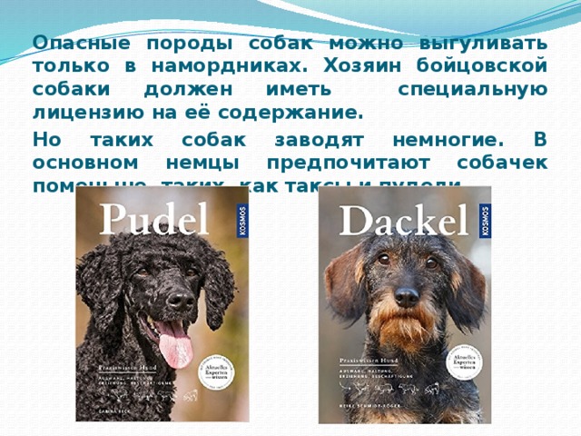 Опасные породы собак можно выгуливать только в намордниках. Хозяин бойцовской собаки должен иметь специальную лицензию на её содержание. Но таких собак заводят немногие. В основном немцы предпочитают собачек поменьше, таких, как таксы и пудели.