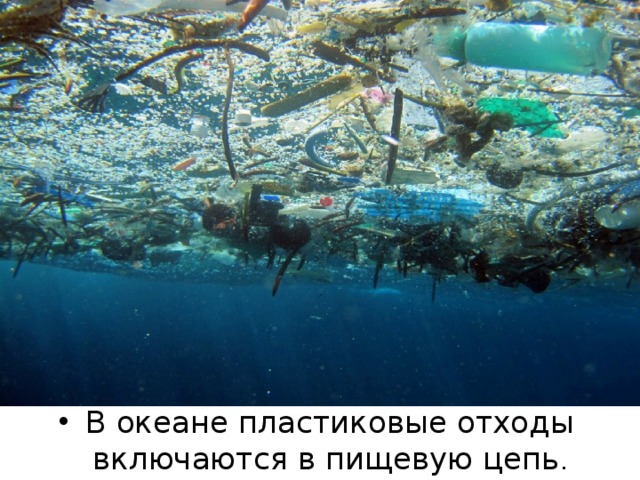В океане пластиковые отходы включаются в пищевую цепь .