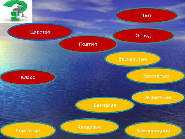 Тип Царство Отряд Подтип Бесхвостые Хвостатые Класс Животные Безногие Хордовые Черепные Земноводные