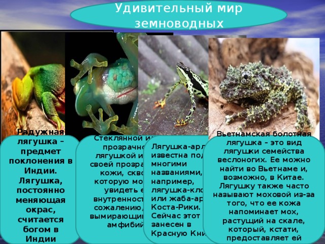 Удивительный мир земноводных Радужная лягушка – предмет поклонения в Индии. Лягушка, постоянно меняющая окрас, считается богом в Индии  Стеклянной или прозрачной лягушкой из-за своей прозрачной кожи, сквозь которую можно увидеть ее внутренности. К сожалению, это вымирающий вид амфибий.    Лягушка-арлекин известна под многими названиями, например, лягушка-клоун или жаба-арлекин Коста-Рики. Сейчас этот вид занесен в Красную Книгу, Вьетнамская болотная лягушка – это вид лягушки семейства веслоногих. Ее можно найти во Вьетнаме и, возможно, в Китае. Лягушку также часто называют моховой из-за того, что ее кожа напоминает мох, растущий на скале, который, кстати, предоставляет ей отличную маскировку. .