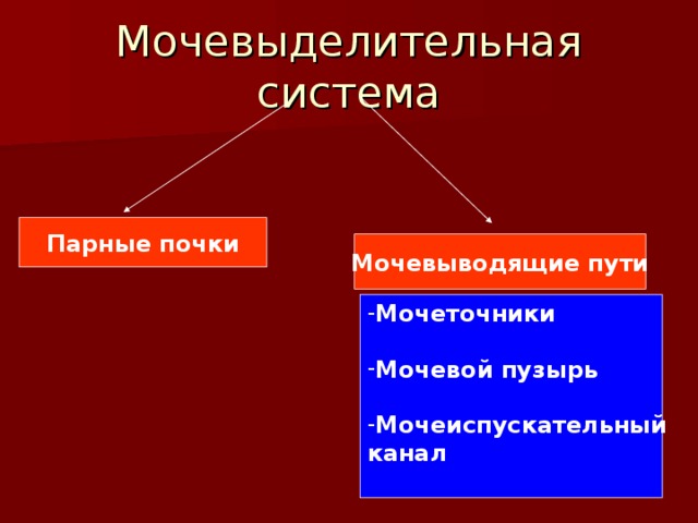 Мочевыделительная система Парные почки Мочевыводящие пути Мочеточники  Мочевой пузырь  Мочеиспускательный канал