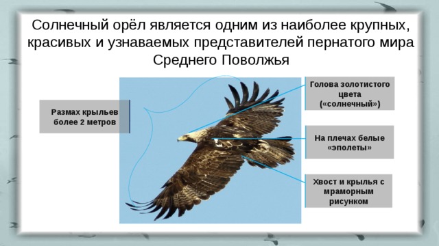 Презентация на тему орел