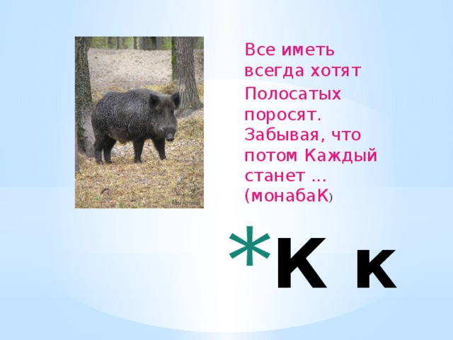 Все иметь всегда хотят  Полосатых поросят. Забывая, что потом Каждый станет ... (монабаК )