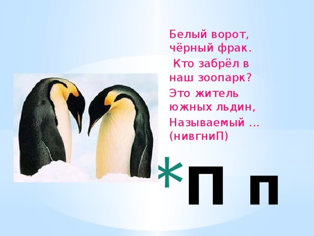 Белый ворот, чёрный фрак.   Кто забрёл в наш зоопарк?  Это житель южных льдин,  Называемый ... (нивгниП)