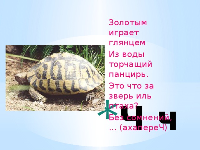 Золотым играет глянцем  Из воды торчащий панцирь.  Это что за зверь иль птаха?  Без сомнений, ... (ахапереЧ)