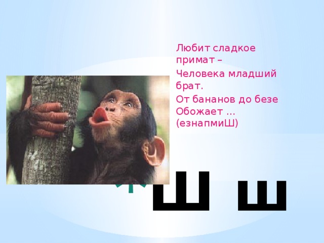 Любит сладкое примат –  Человека младший брат.  От бананов до безе Обожает ... (езнапмиШ)