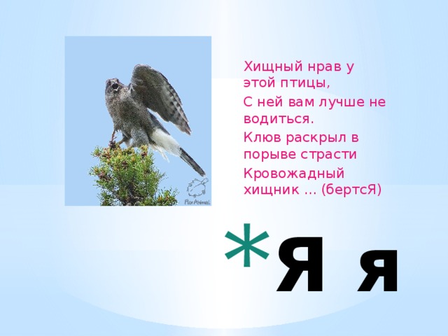 Хищный нрав у этой птицы,  С ней вам лучше не водиться.  Клюв раскрыл в порыве страсти  Кровожадный хищник ... (бертсЯ)