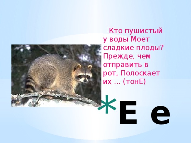 Кто пушистый у воды Моет сладкие плоды? Прежде, чем отправить в рот, Полоскает их ... (тонЕ)