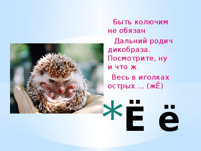 Быть колючим не обязан  Дальний родич дикобраза. Посмотрите, ну и что ж  Весь в иголках острых ... (жЁ)