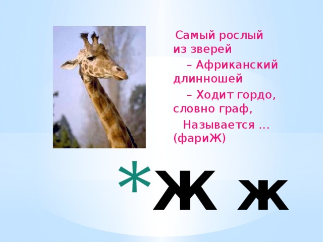 Самый рослый из зверей – Африканский длинношей – Ходит гордо, словно граф,  Называется ... (фариЖ)