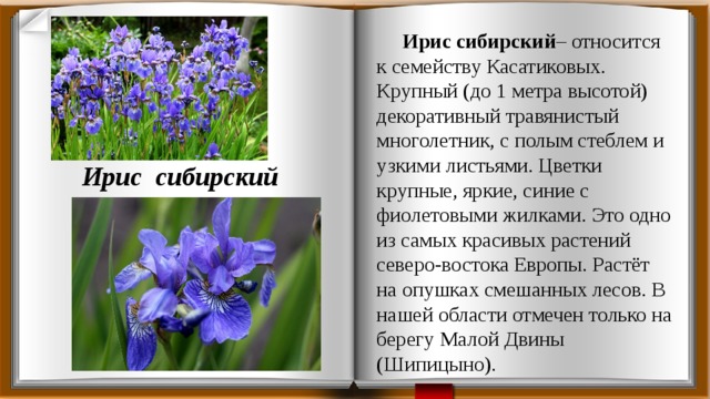 Ирис сибирский – относится к семейству Касатиковых. Крупный (до 1 метра высотой) декоративный травянистый многолетник, с полым стеблем и узкими листьями. Цветки крупные, яркие, синие с фиолетовыми жилками. Это одно из самых красивых растений северо-востока Европы. Растёт на опушках смешанных лесов. В нашей области отмечен только на берегу Малой Двины (Шипицыно). Ирис сибирский