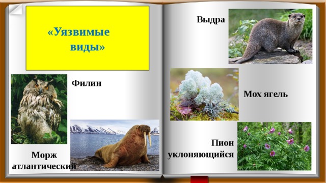 «Уязвимые виды» Выдра Филин Мох ягель Пион уклоняющийся Морж атлантический