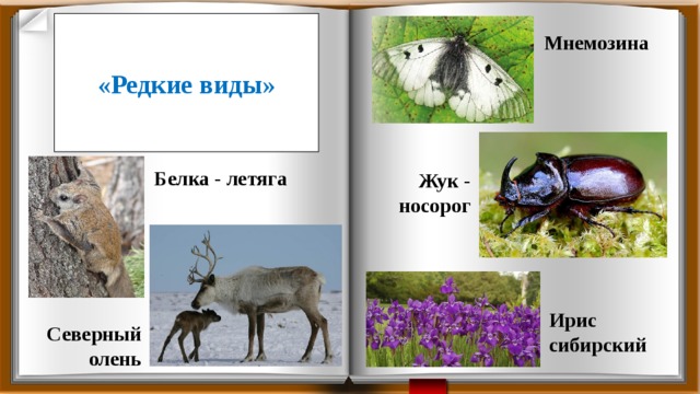 «Редкие виды» Мнемозина Белка - летяга Жук - носорог Ирис сибирский Северный олень