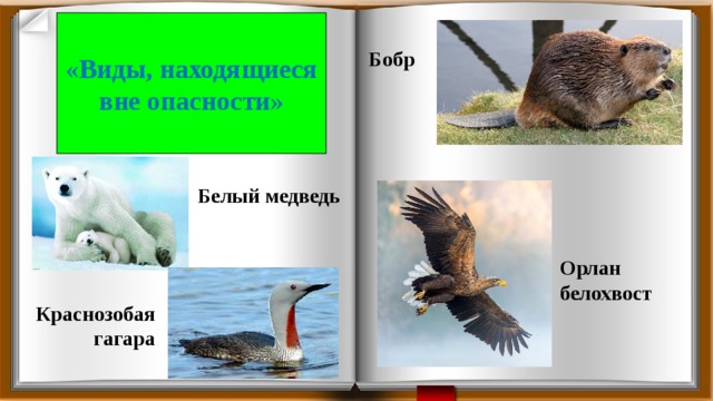 «Виды, находящиеся вне опасности» Бобр Белый медведь Орлан белохвост Краснозобая гагара