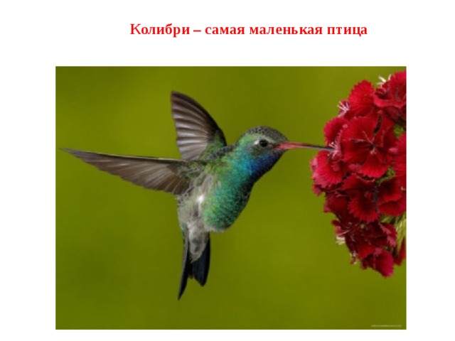 Колибри – самая маленькая птица
