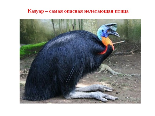 Казуар – самая опасная нелетающая птица