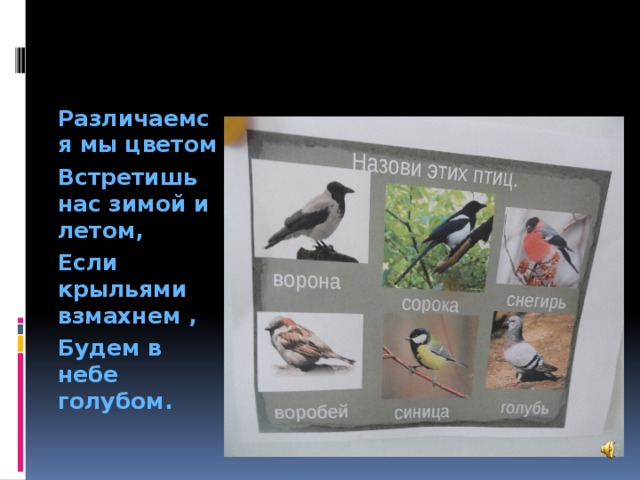 Различаемся мы цветом Встретишь нас зимой и летом, Если крыльями взмахнем , Будем в небе голубом.