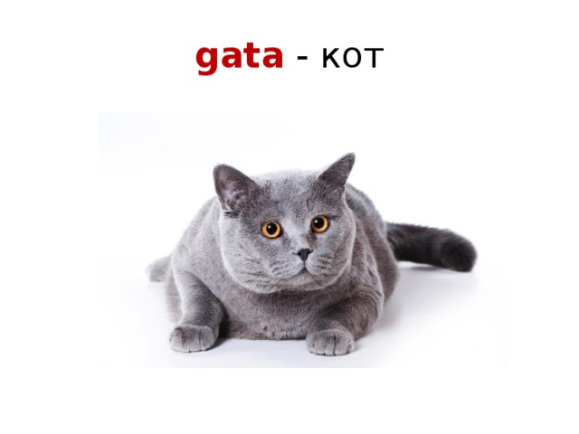 gata - кот