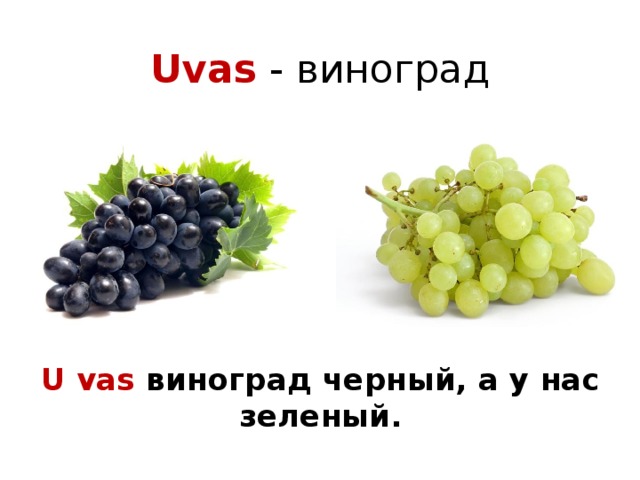 Uvas - виноград U vas виноград черный, а у нас зеленый.