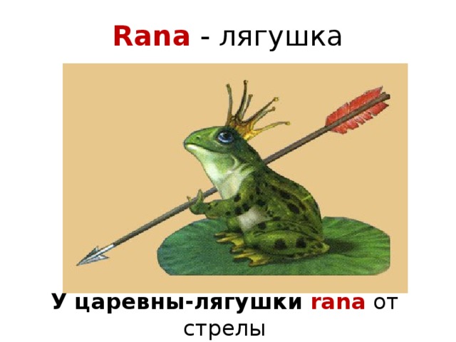 Rana - лягушка У царевны-лягушки rana от стрелы