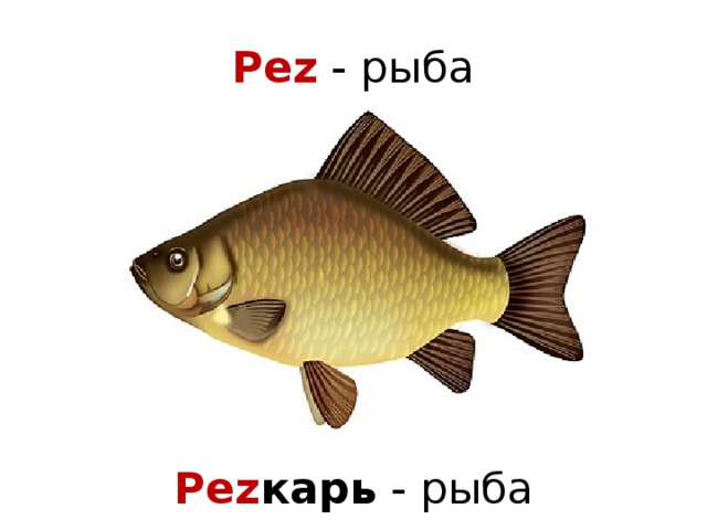 Pez - рыба Pez карь - рыба