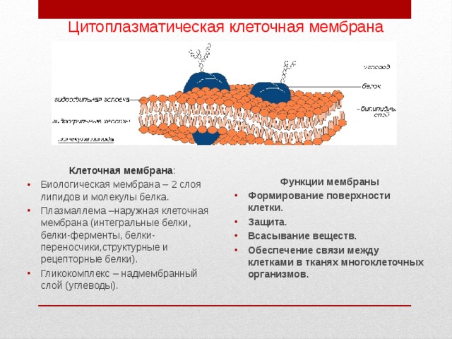 Мембраны клеток эукариот. Плазматическая мембрана эукариот строение. Строение цитоплазматической мембраны эукариотической клетки. Наружная цитоплазматическая мембрана эукариотической клетки. Строение и функция мембраны эукариотической.