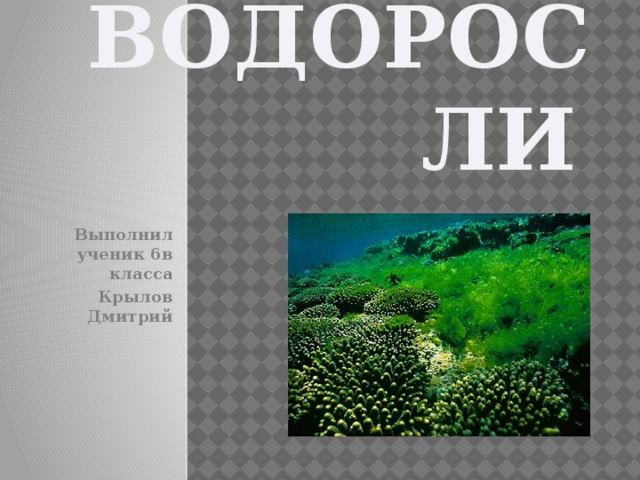 Водоросли  Выполнил ученик 6в класса Крылов Дмитрий