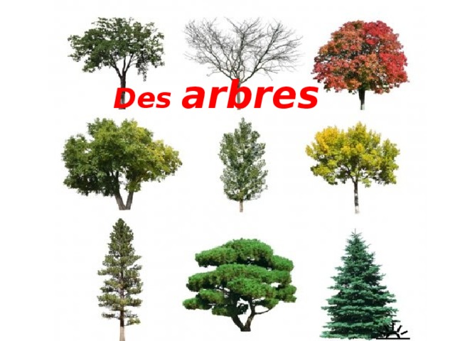 Des arbres