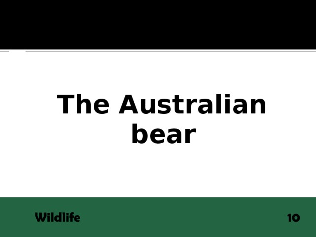 QUESTION The Australian bear