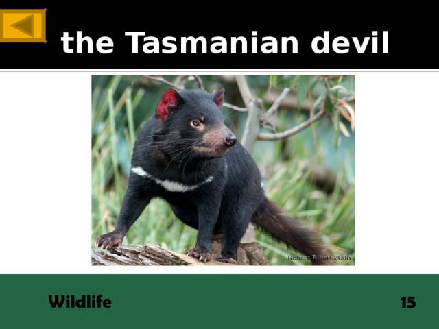 ANSWER the Tasmanian devil