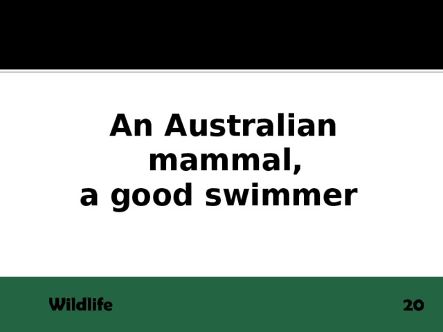 An Australian mammal, a good swimmer