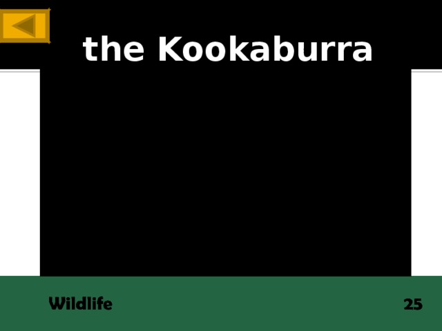 the Kookaburra