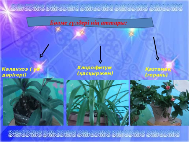 Бөлме гүлдері нің аттары: Хлорофитум (қасқыржем) Каланхоэ ( үй дәрігері) Қазтамақ (герань) жаз Жаз