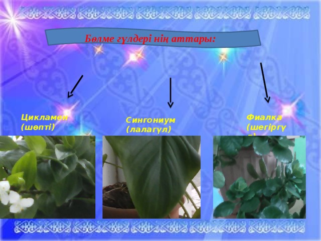 Бөлме гүлдері нің аттары: Цикламен (шөпті) Фиалка (шегіргүл) Сингониум (лалагүл)