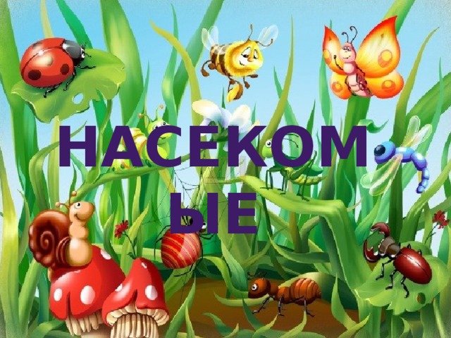 Насекомые