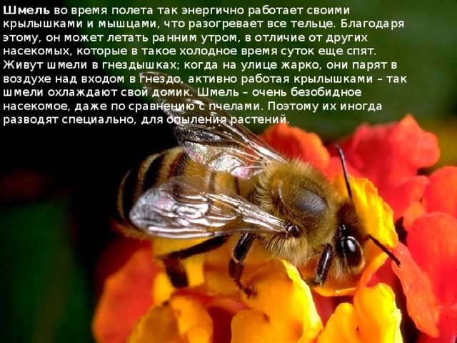 Шмель  во время полета так энергично работает своими крылышками и мышцами, что разогревает все тельце. Благодаря этому, он может летать ранним утром, в отличие от других насекомых, которые в такое холодное время суток еще спят. Живут шмели в гнездышках; когда на улице жарко, они парят в воздухе над входом в гнездо, активно работая крылышками – так шмели охлаждают свой домик. Шмель – очень безобидное насекомое, даже по сравнению с пчелами. Поэтому их иногда разводят специально, для опыления растений.