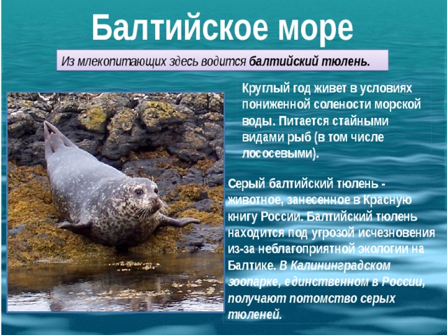 Балтийское море Из млекопитающих здесь водится балтийский тюлень. Круглый год живет в условиях пониженной солености морской воды. Питается стайными видами рыб (в том числе лососевыми). Серый балтийский тюлень - животное, занесенное в Красную книгу России. Балтийский тюлень находится под угрозой исчезновения из-за неблагоприятной экологии на Балтике. В Калининградском зоопарке, единственном в России, получают потомство серых тюленей.