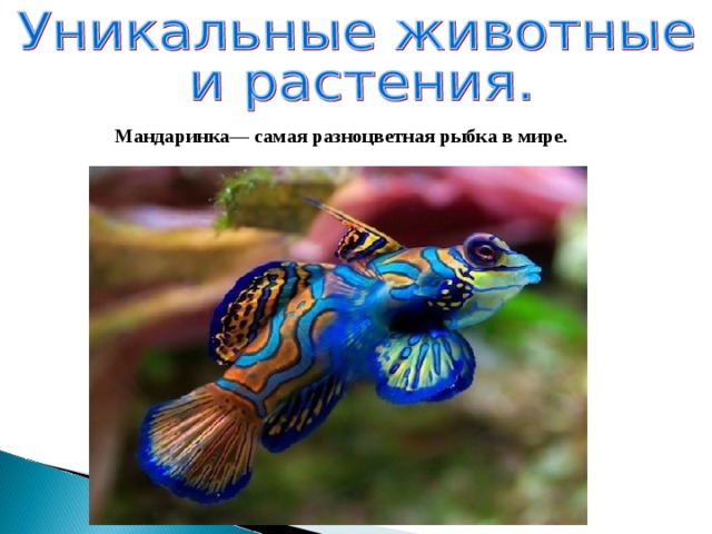 Мандаринка— самая разноцветная рыбка в мире.