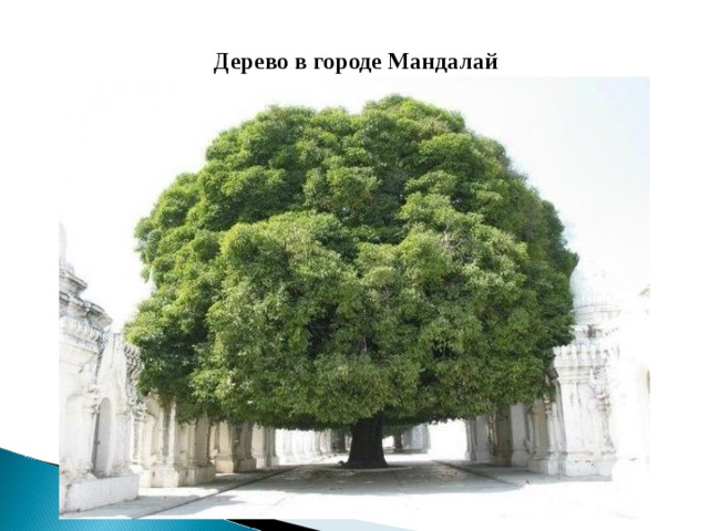 Дерево в городе Мандалай