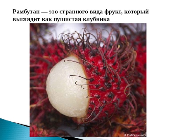 Рамбутан — это странного вида фрукт, который выглядит как пушистая клубника