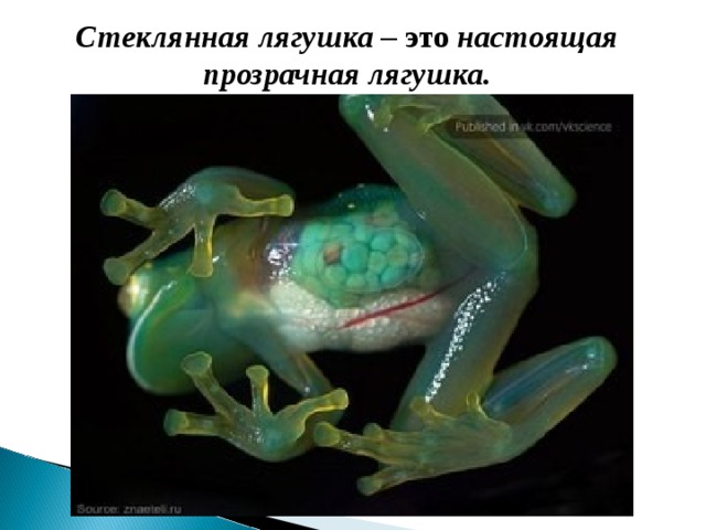 Стеклянная лягушка – это настоящая прозрачная лягушка.