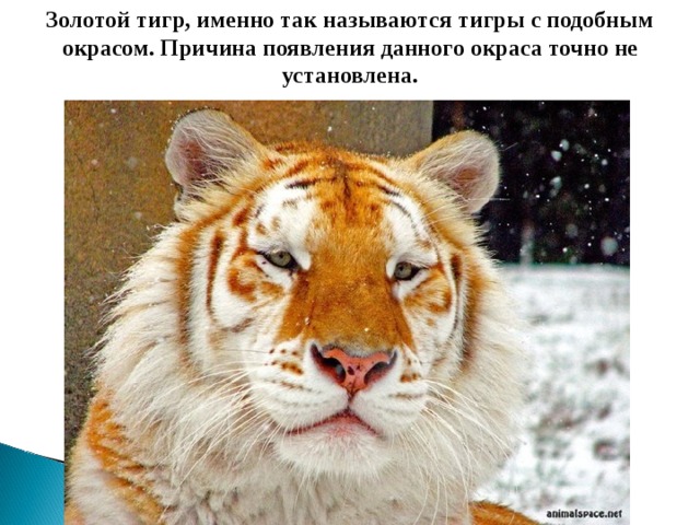 Золотой тигр, именно так называются тигры с подобным окрасом. Причина появления данного окраса точно не установлена.