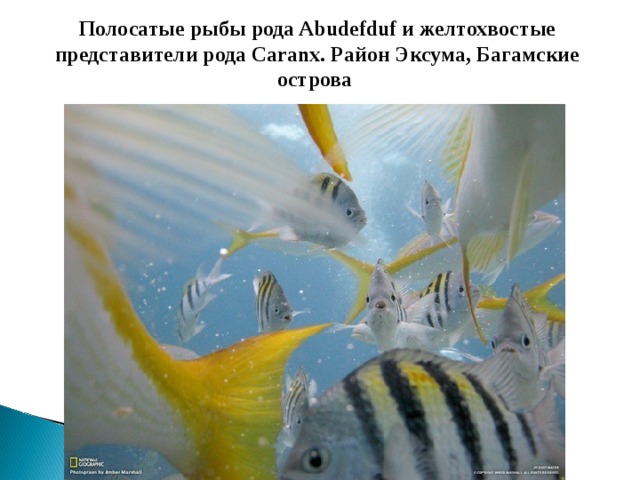 Полосатые рыбы рода Abudefduf и желтохвостые представители рода Caranx. Район Эксума, Багамские острова